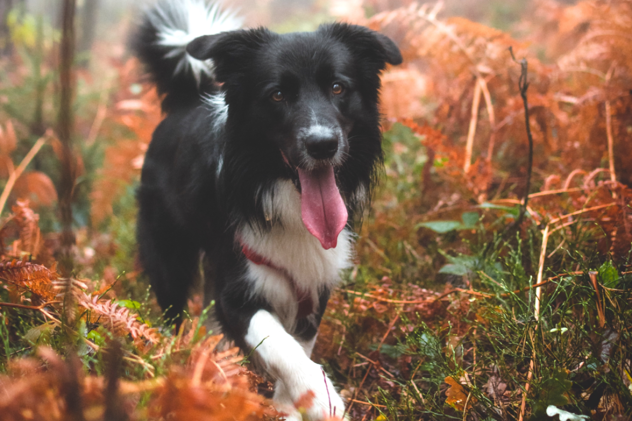 First Day of Fall - 5 Autumn Activities To Enjoy With Your Dog