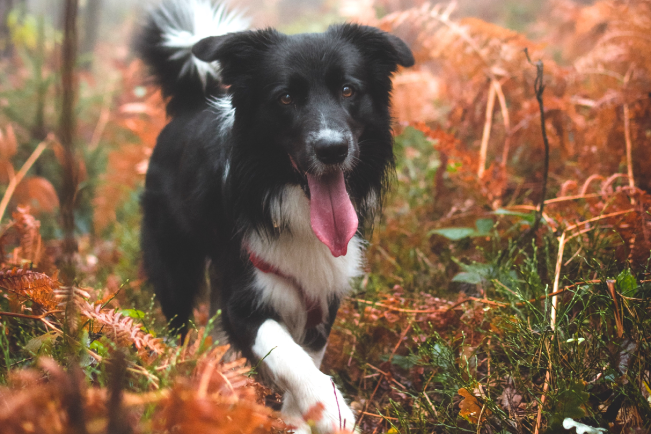 Dogs In November First Day of Fall - 5 Autumn Activities To Enjoy With Your Dog – Wild Earth
