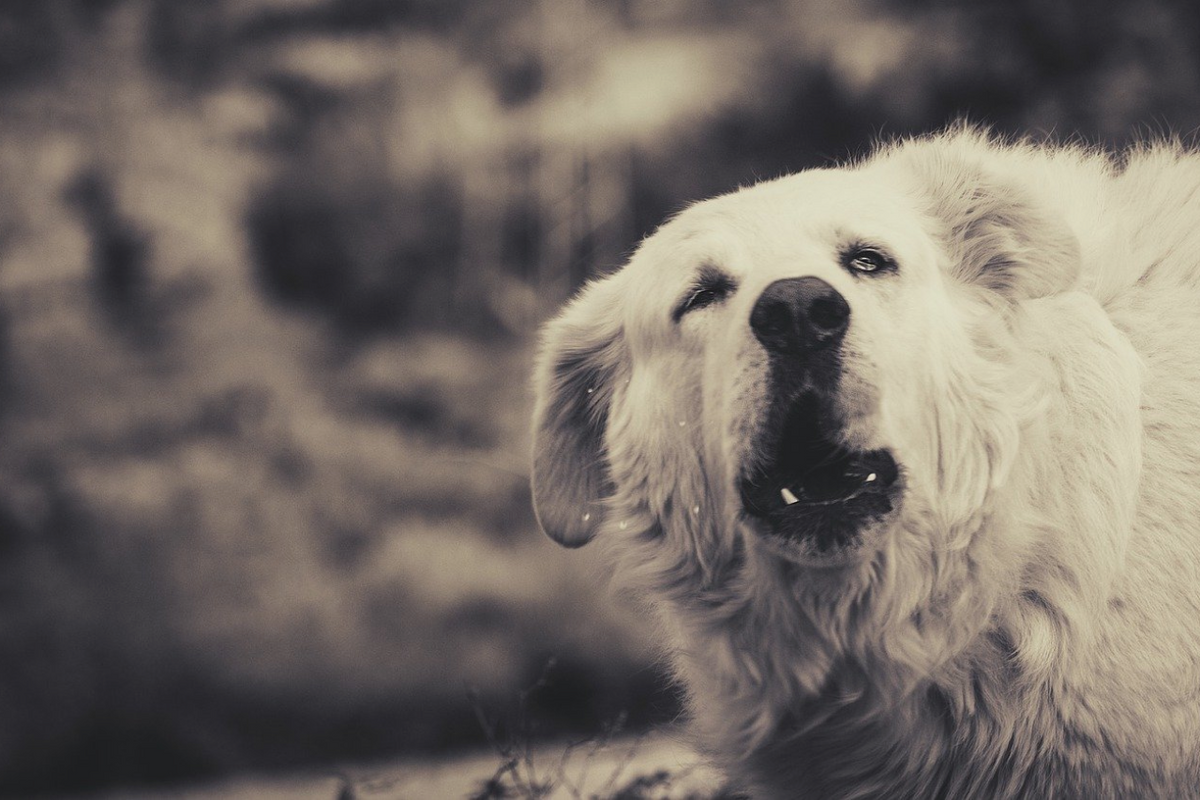 Why Does My Dog Keep Gagging? Most Common Causes
