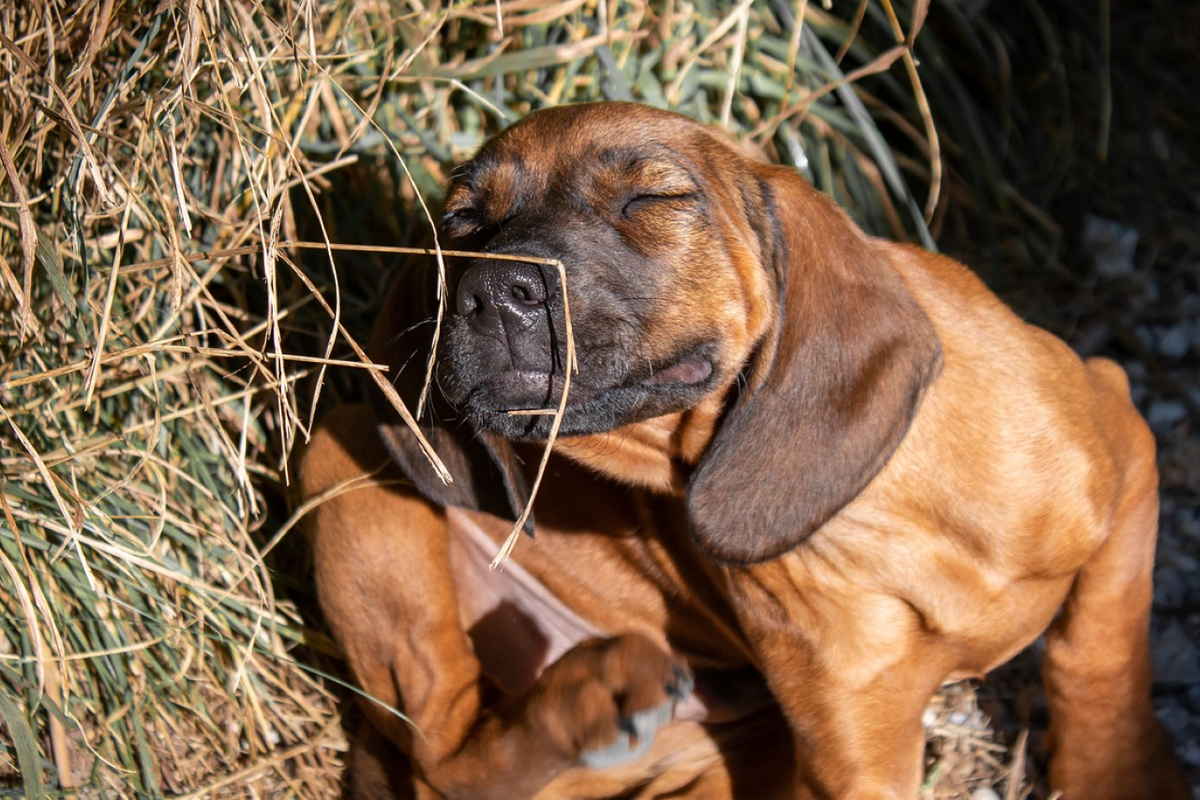 3 Steps to Eliminate Your Dogs Itching & Scratching