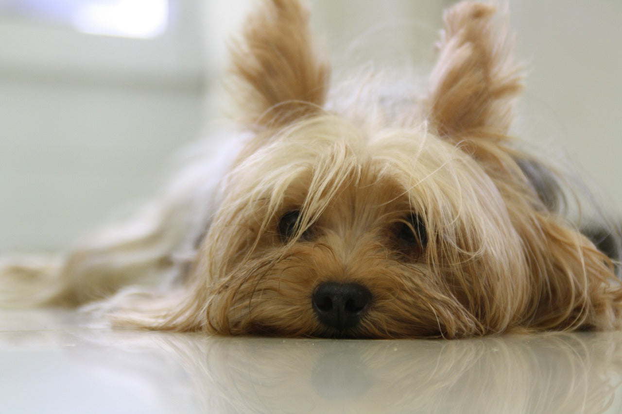 dog skin allergies