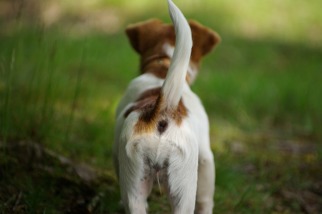 Dog Tail Position Chart - What Your Dog's Tail Position Means