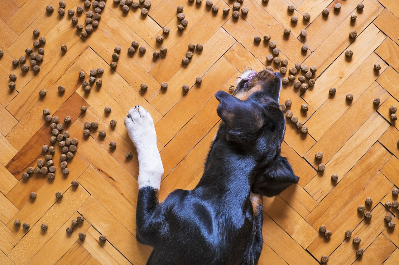 dog throwing up food hours after eating