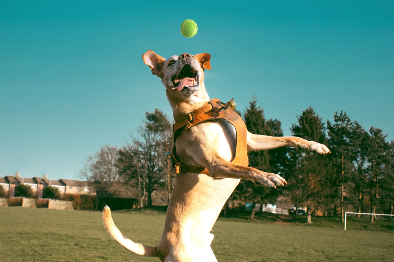 5 Tricks To Teach Your Dog On National Pet Tricks Day