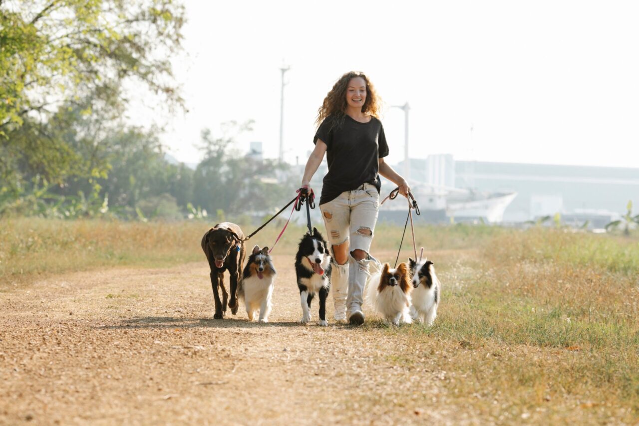 tips for walking dogs