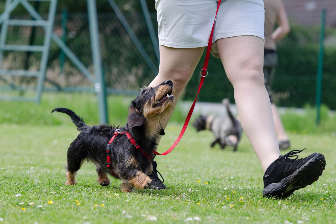 Effective Dog Obedience Training Tips and Techniques