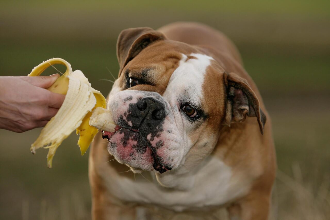 Can Dogs Eat Bananas? Give Your Pet a Healthy Snack!