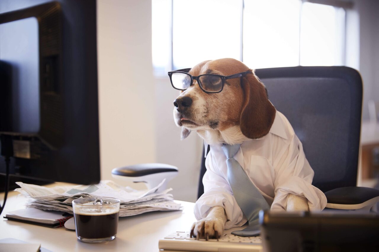 10 Amazing Posts of Dogs Working From Home – Wild Earth