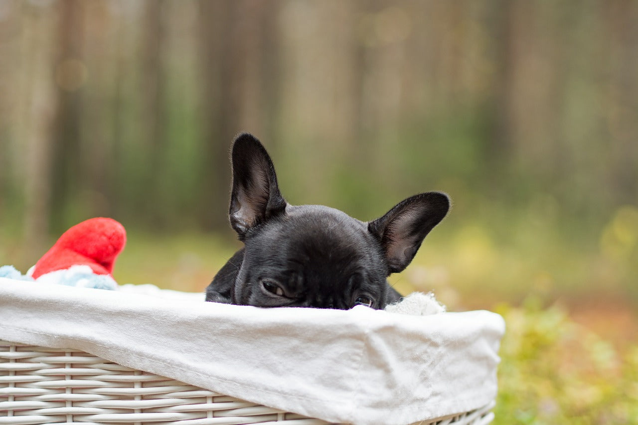 Can Dogs Get Colds? Understanding Cold Symptoms