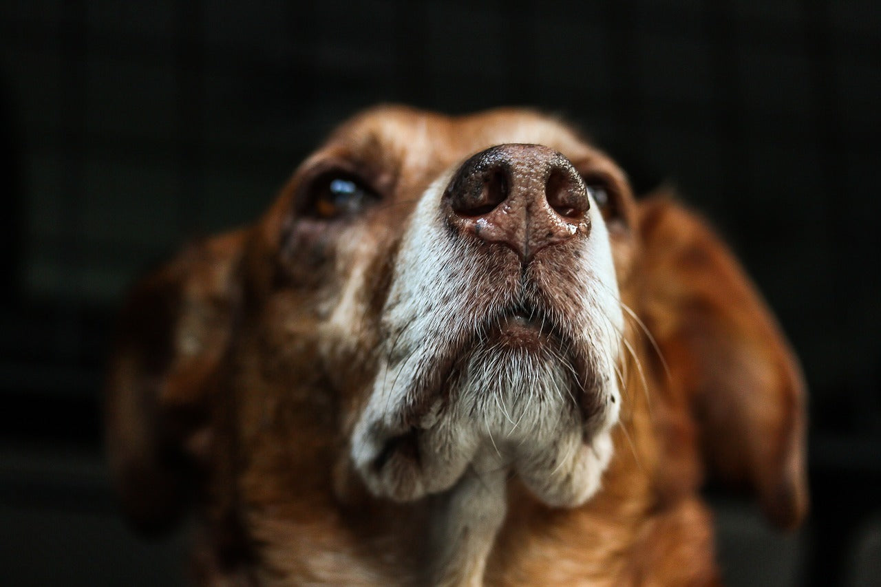 dogs nose is dry