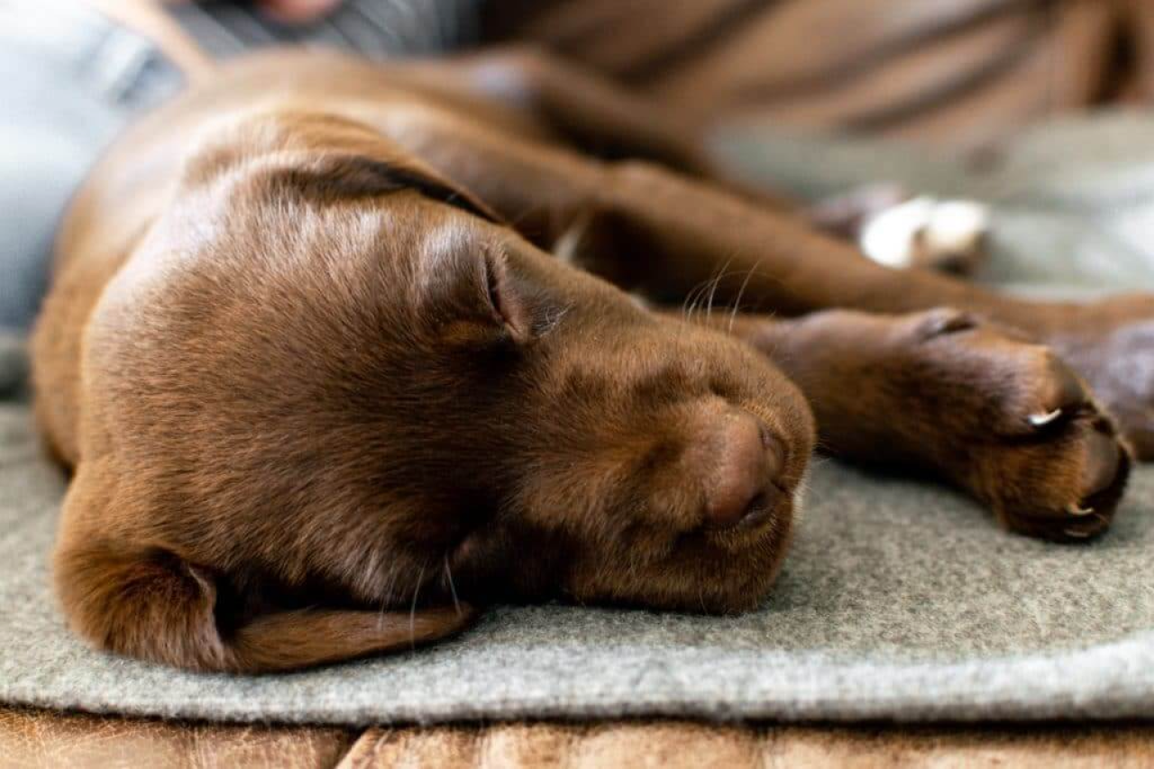 How Many Hours a Day Do Dogs Sleep?