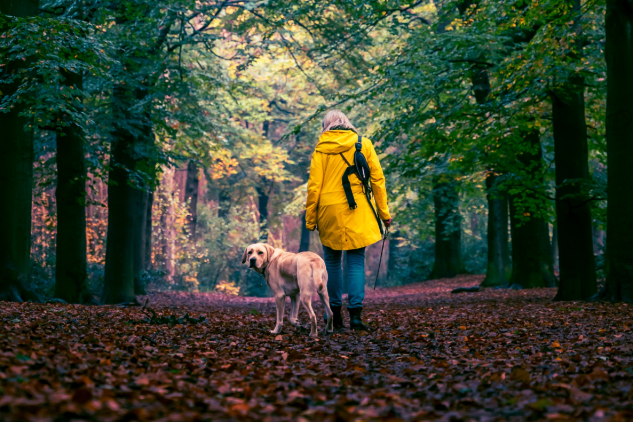 The Importance of Fungi During The Autumn Season