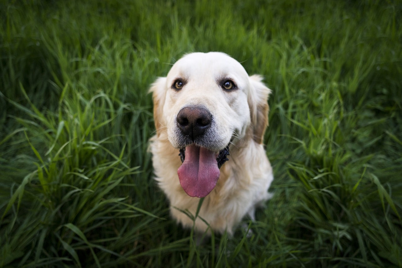 The Importance of Essential Fatty Acids For Dogs