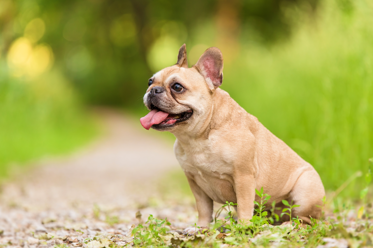 French Bulldog Allergies & Skin Allergy Guide