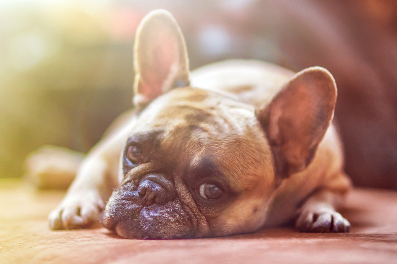 fruit snacks for dogs