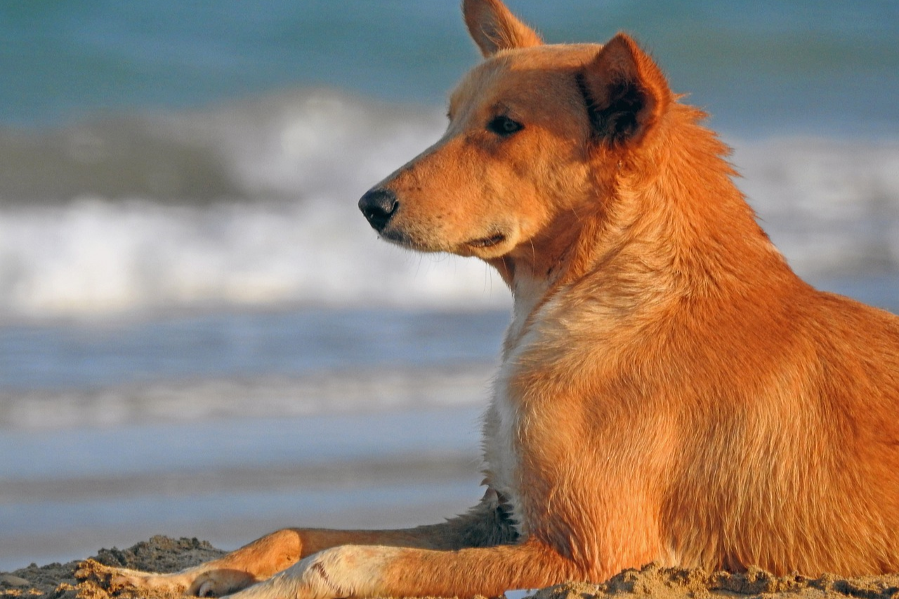 German Shepherd Golden Retriever Mix - Breed History & Facts