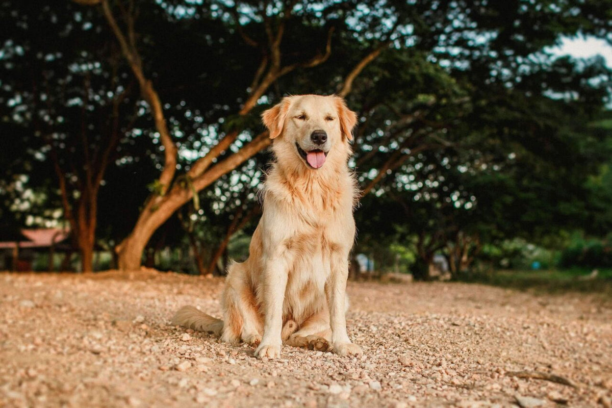 Common Golden Retriever Skin Issues (and How to Alleviate Them!)