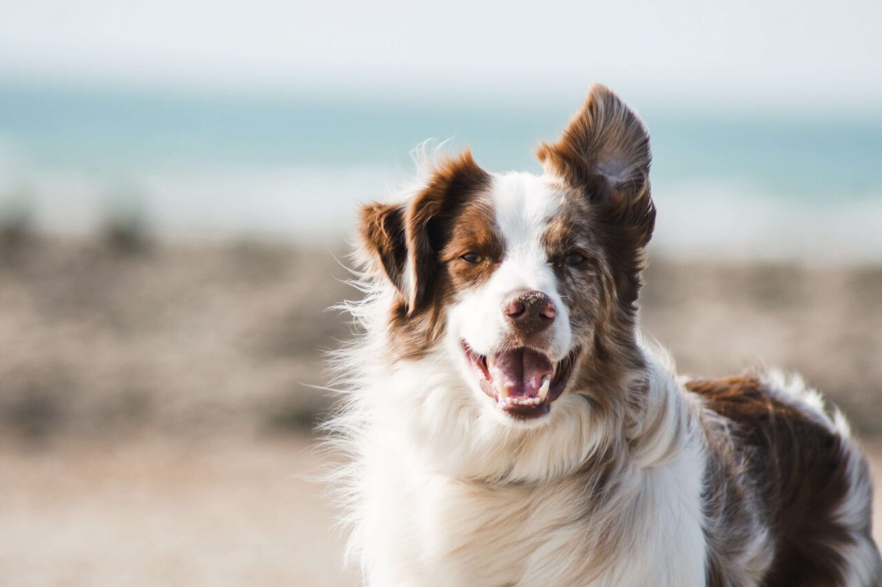 High Protein Dog Food: Is it Good for Your Dog?