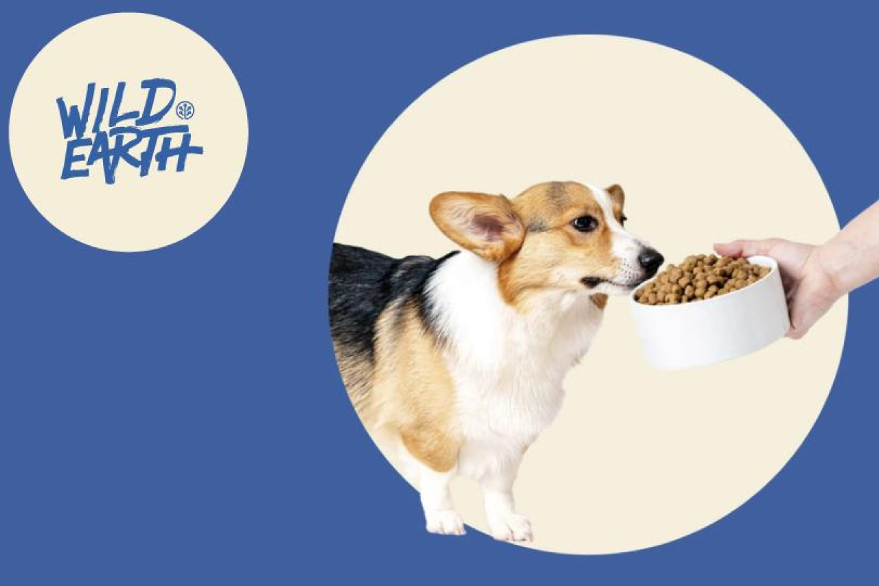 Why a Higher Protein Diet Helps Keep Your Dog Lean and Fit