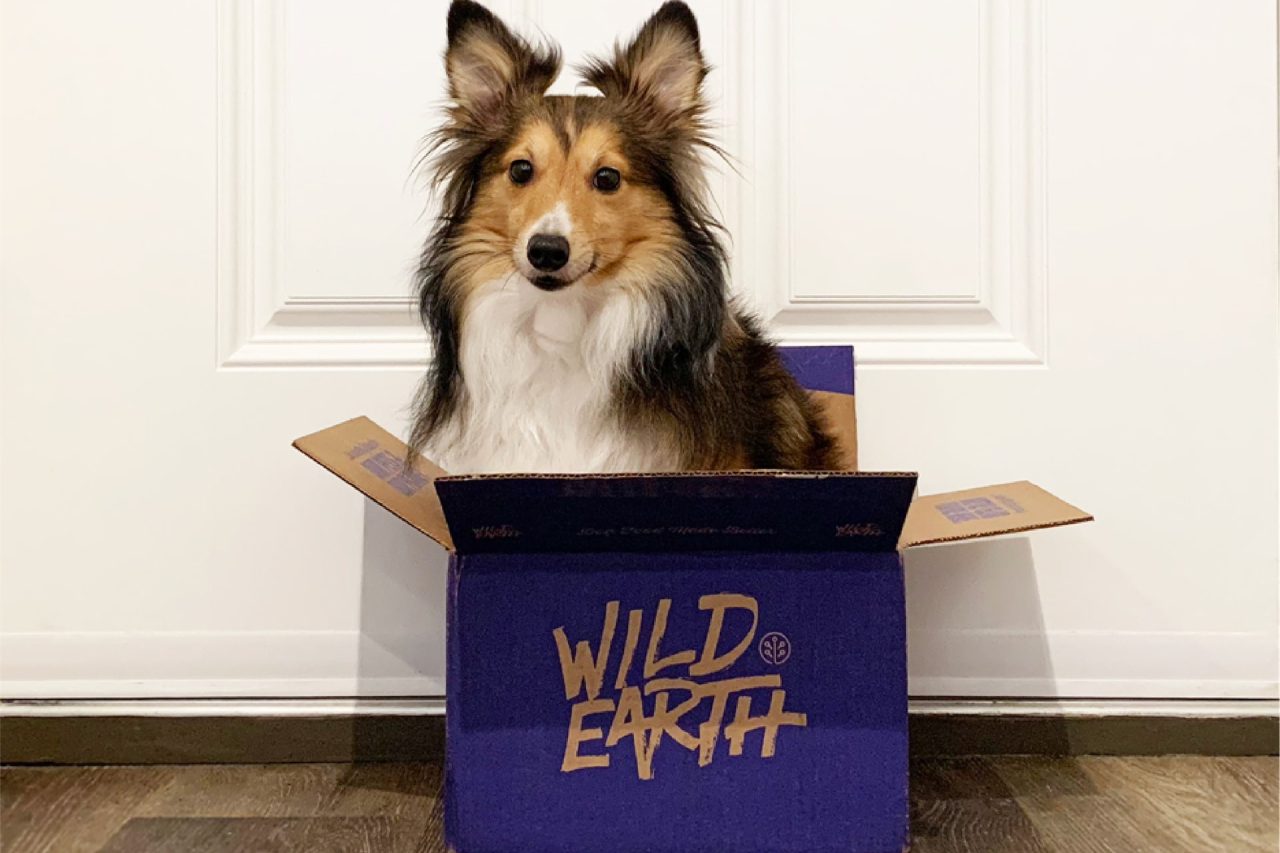 How Holiday Shipping Delays Will Impact You and Your Pup