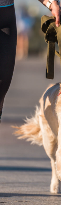 A dog being leashed trained on a run with its owner.