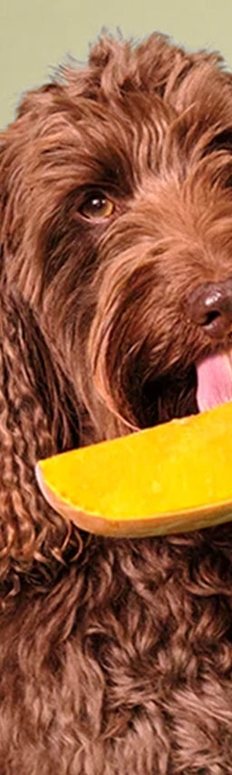 Dog eating a vegetable.