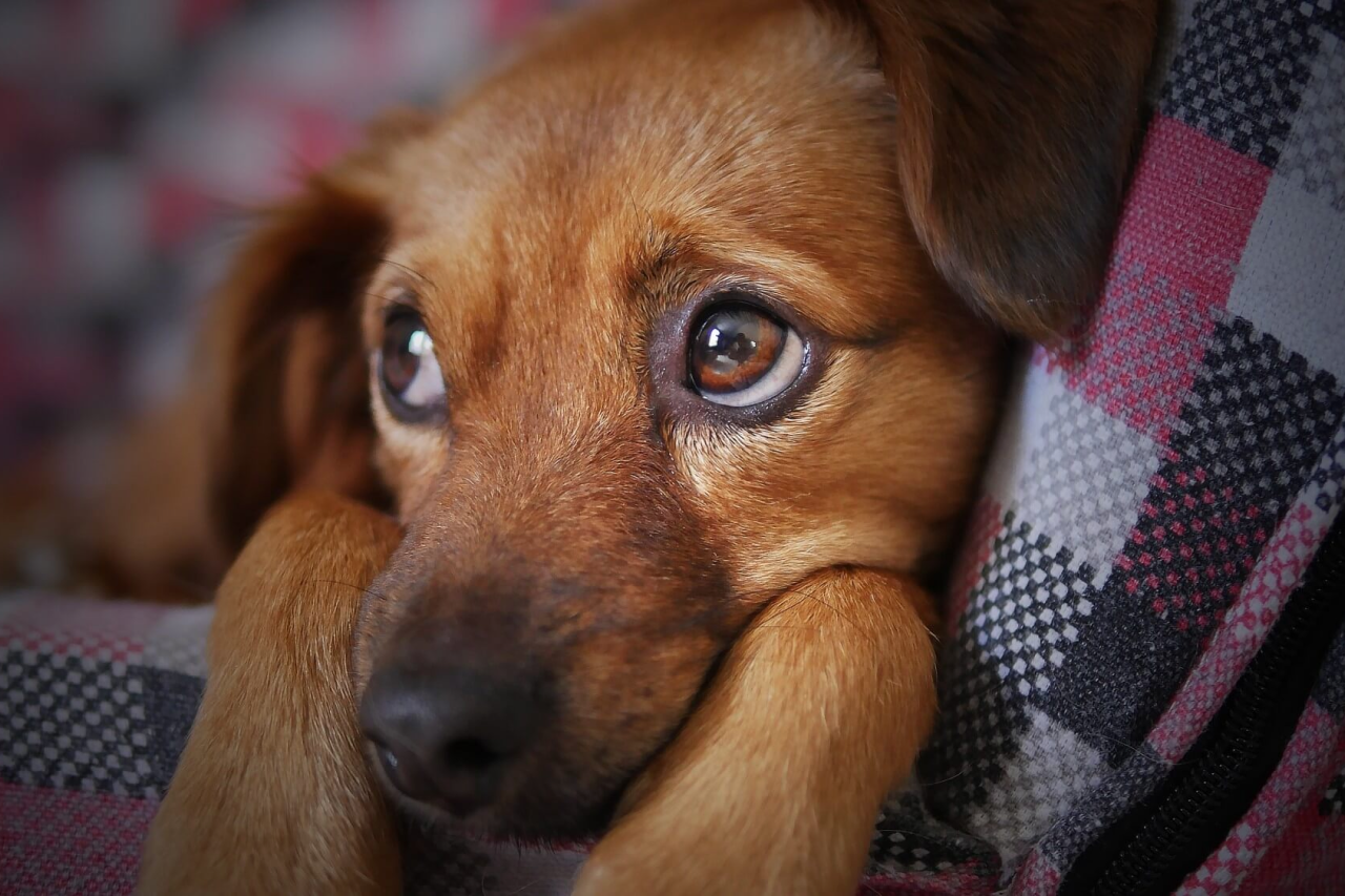 How Do Dogs Get Heartworms? 15 Things to Look Out For