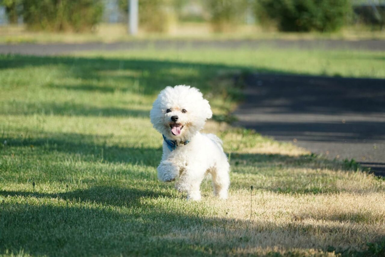 Hypoallergenic Dogs: A Guide to the Best Breeds for Allergy Sufferers