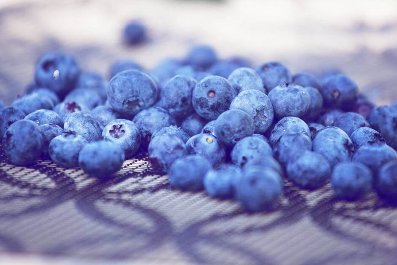 Can Dogs Eat Blueberries? Are They Good For Dogs?