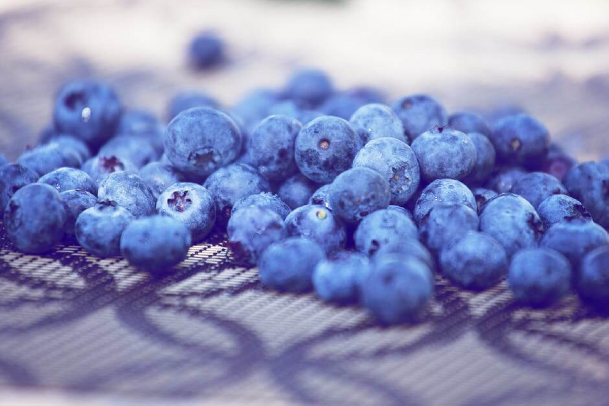 Can Dogs Eat Blueberries? Are They Good For Dogs?