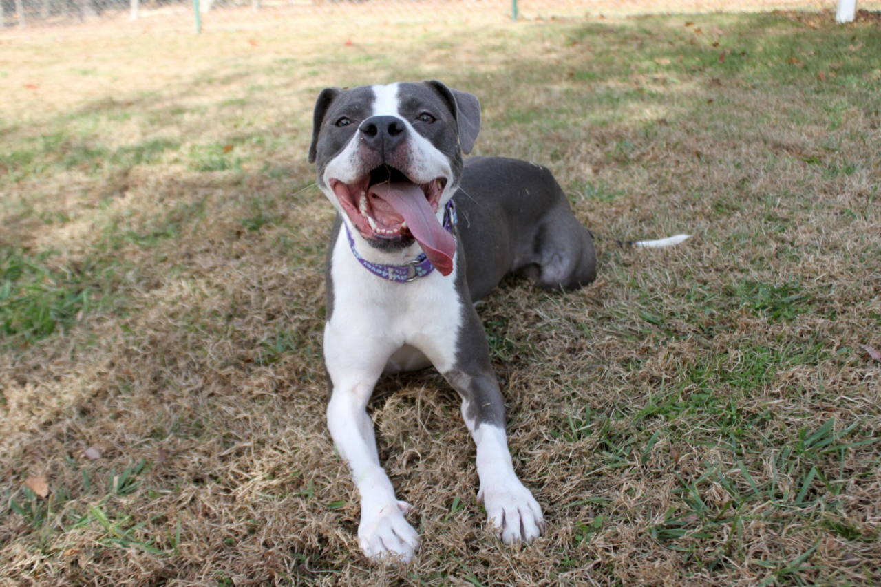 Adoptable Pet Highlight: Meet Zoey at Paws4ever