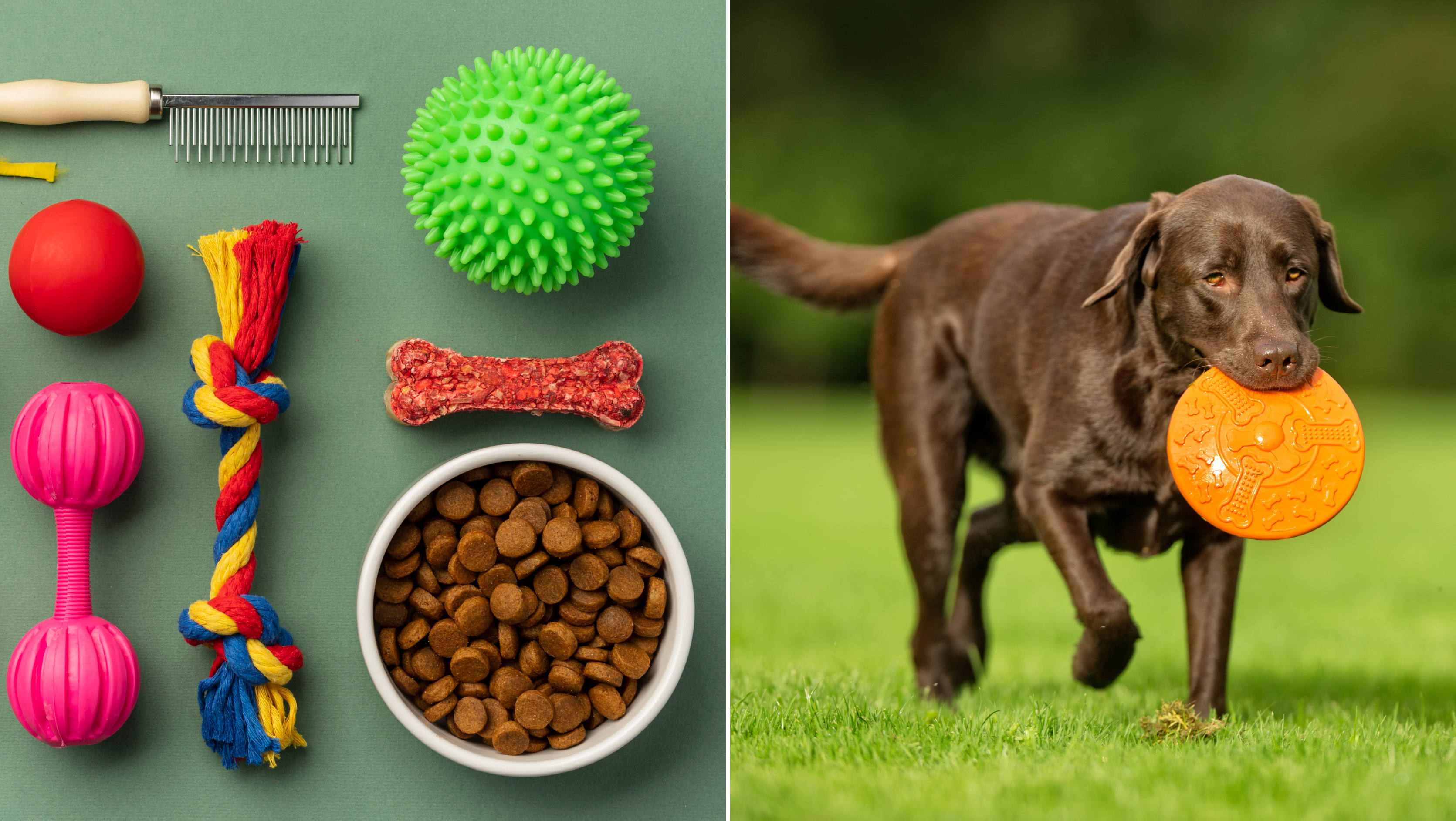 Top 27 Indoor and Outdoor Fun Activities for Dogs