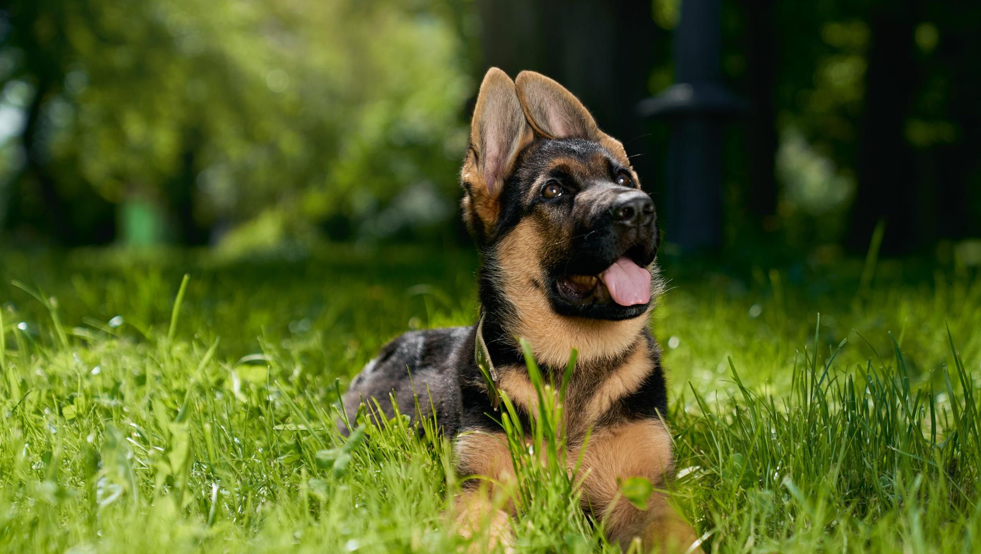German Shepherd Puppy Guide: How to Raise a Healthy Puppy?