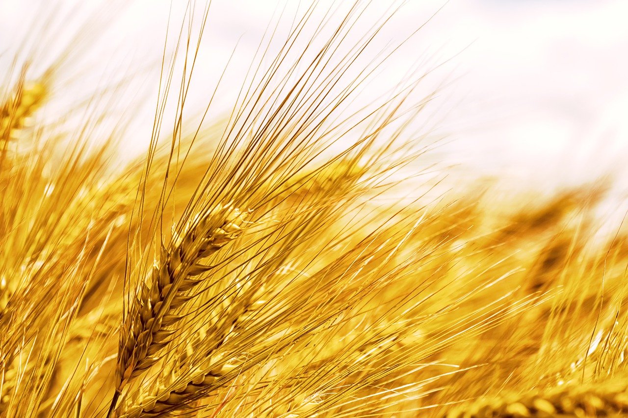 is barley safe for dogs