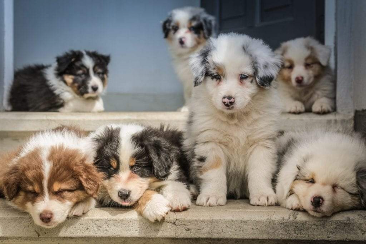 How to Tell If Your Dog Is Pregnant: Signs of Puppies on the Way