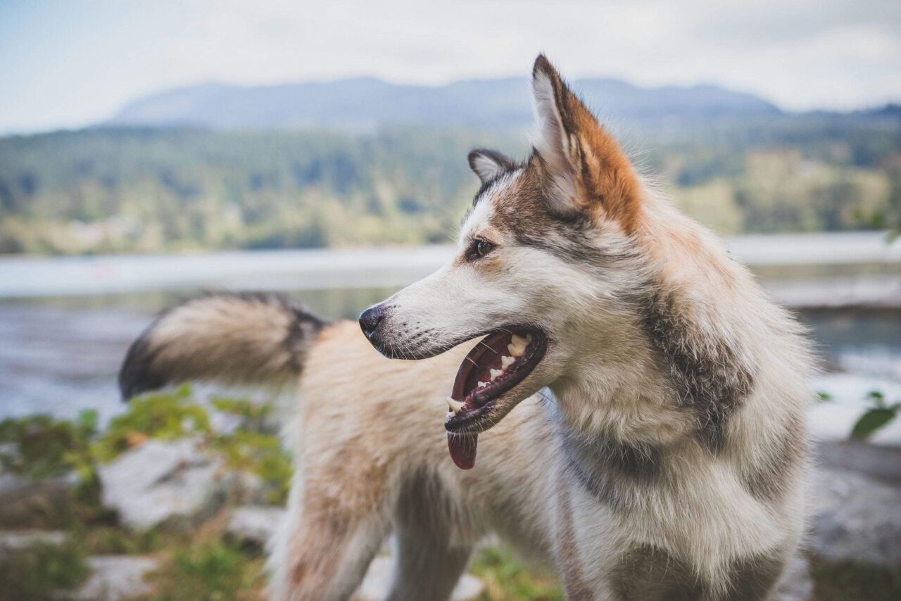 brown and white Siberian husky panting near river
