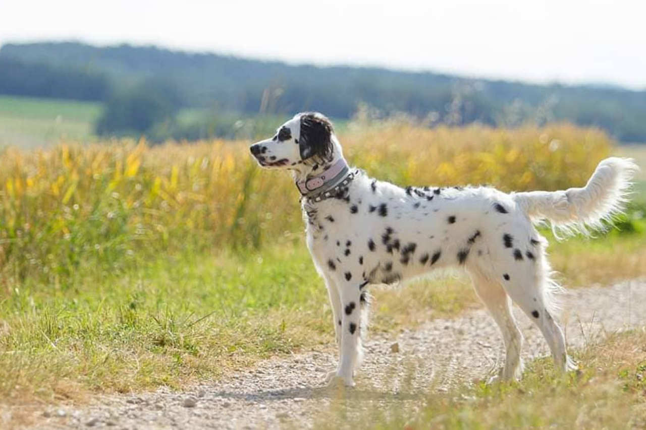 Long Haired Dalmatian Dog Breed History & Facts