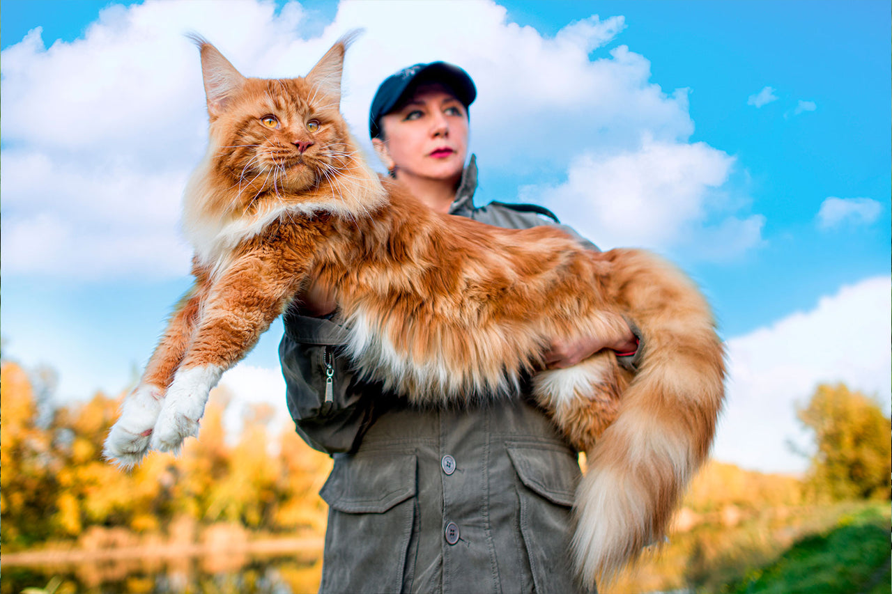 Maine Coon Cat