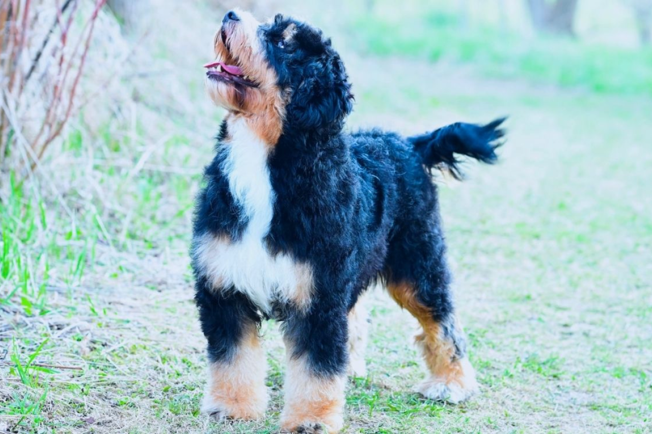 Mini Bernedoodle Breed Guide: Everything You Need to Know