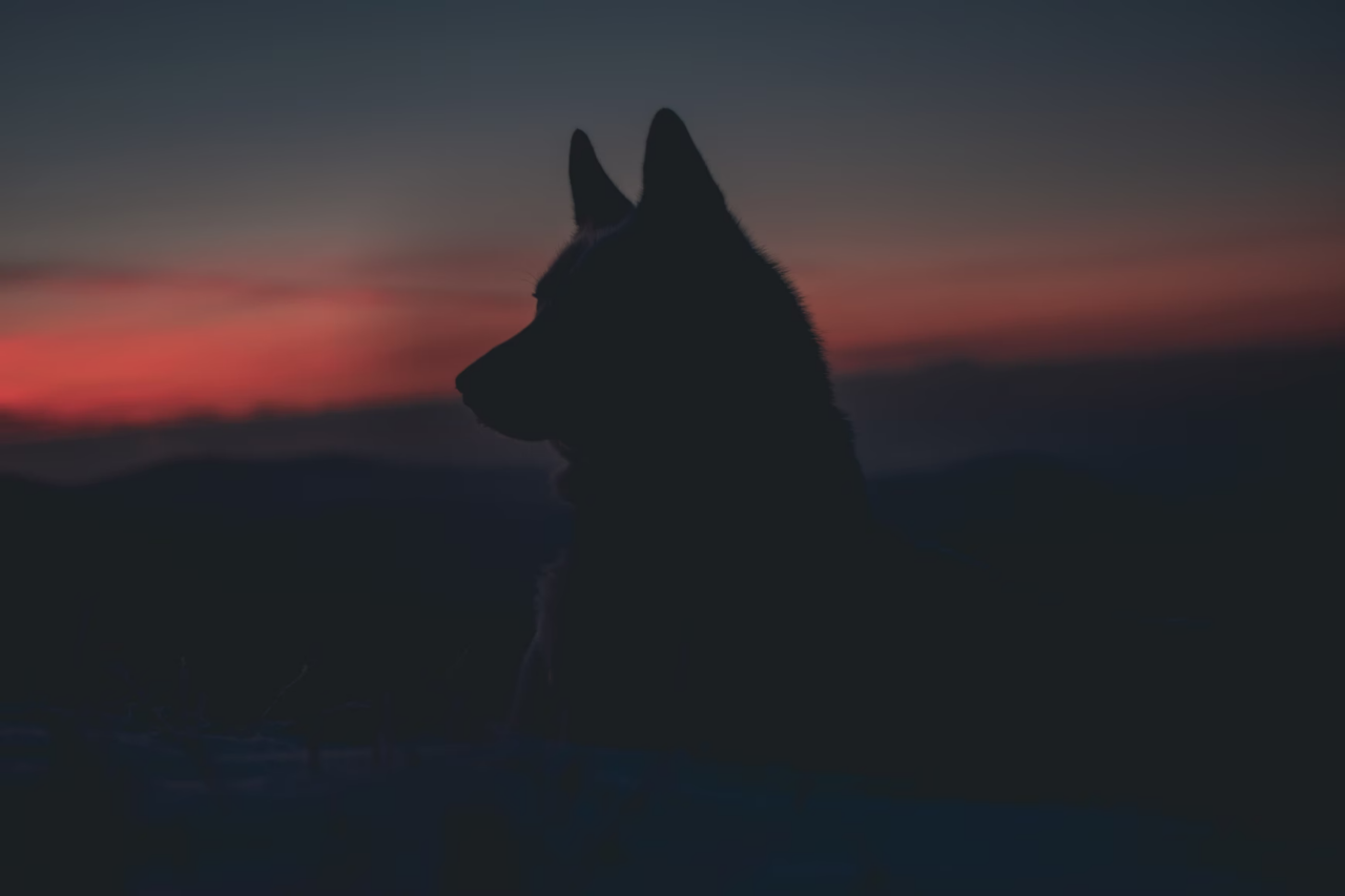 History of Indigenous Dogs of North America