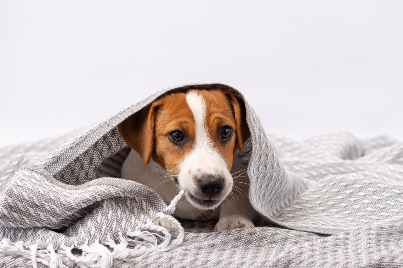 Why Dogs Nibble On Blankets