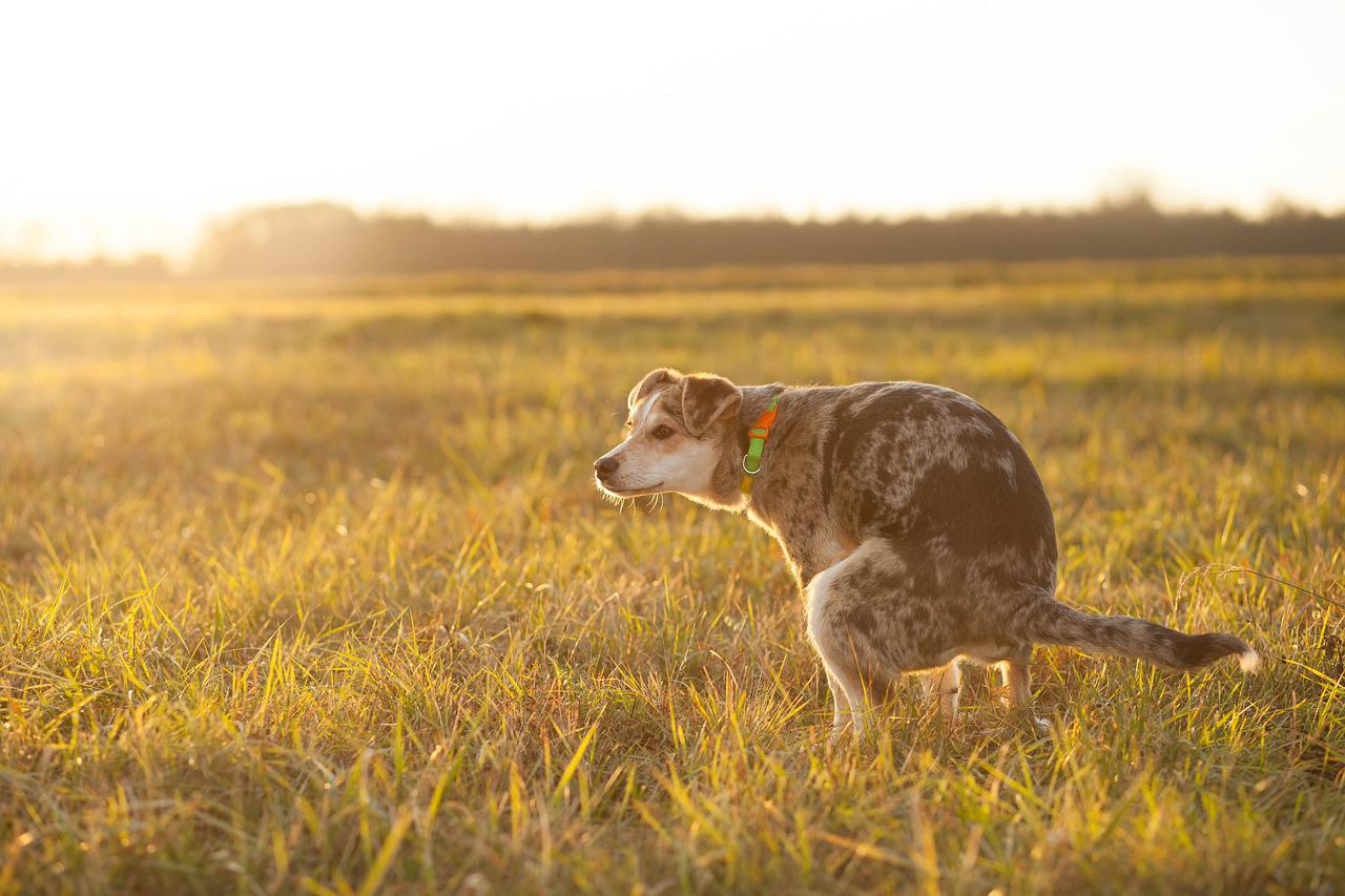 why is my dog's poop orange?