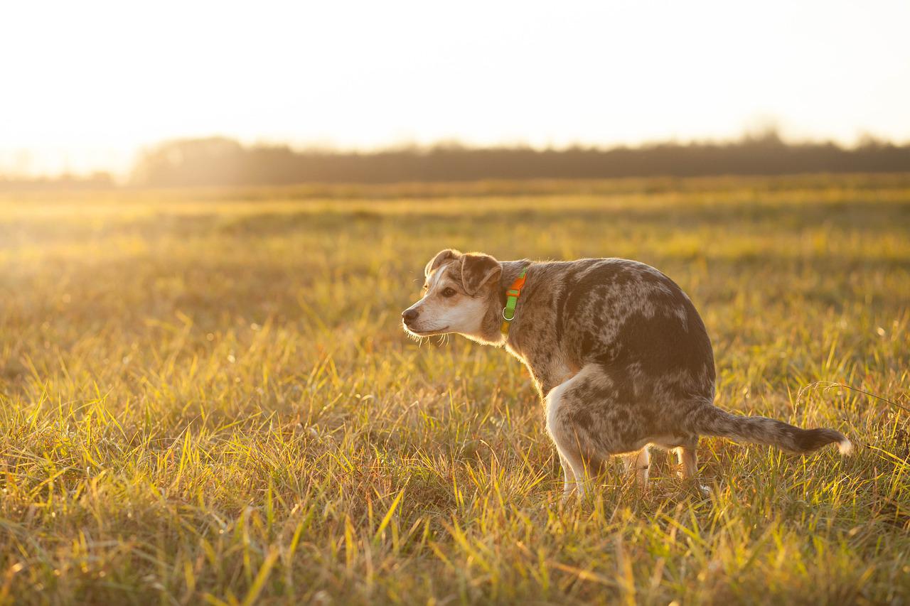 Why Is My Dog's Poop Orange? Should I Be Worried?