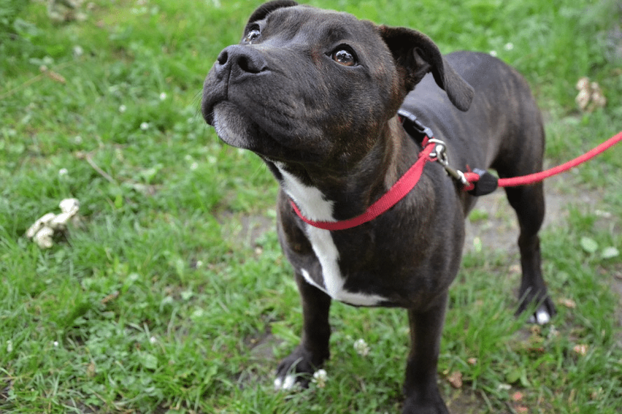 How to Get a Service Dog If You or a Loved One Has a Disability 