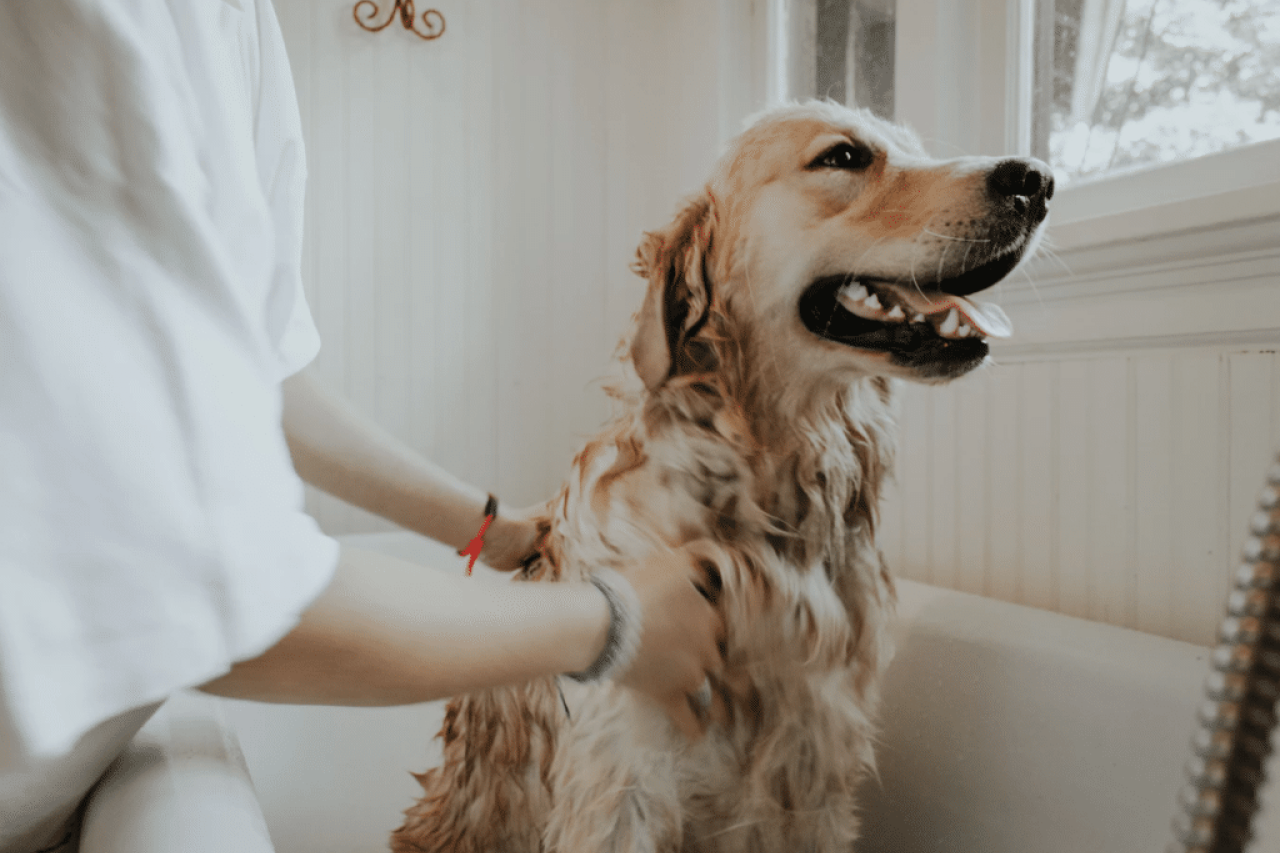 How Often Should You Wash Your Dog? A Stress-Free Guide to Dog Baths