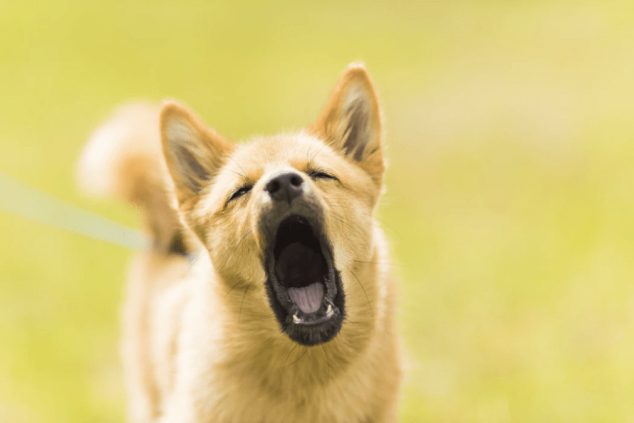 Got a Yappy Dog? How to Stop a Dog From Barking