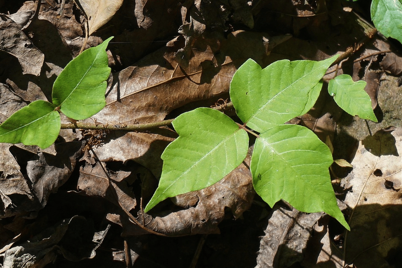 Can Dogs Get Poison Ivy? A Complete Guide to Treatment