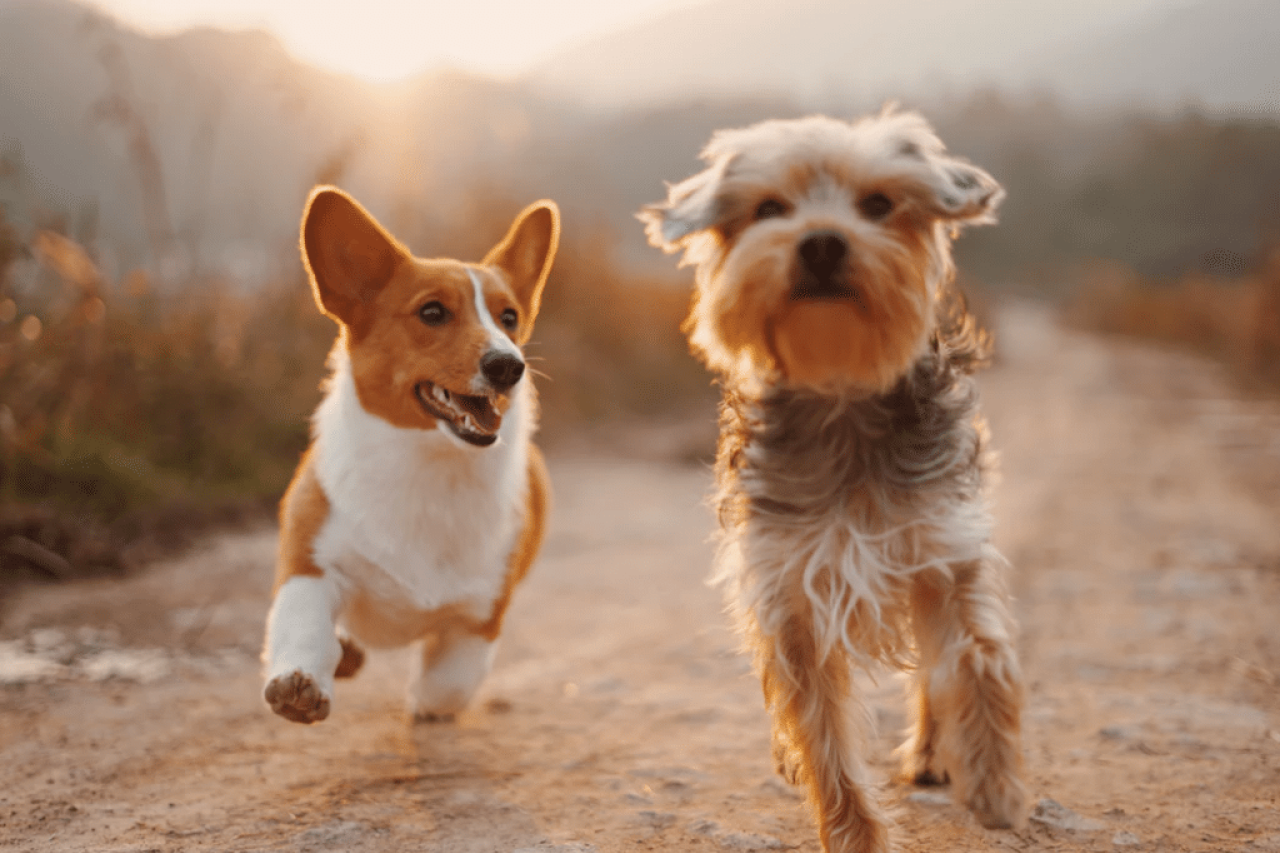 How Long Do Dogs Live? Dog Life Expectancy