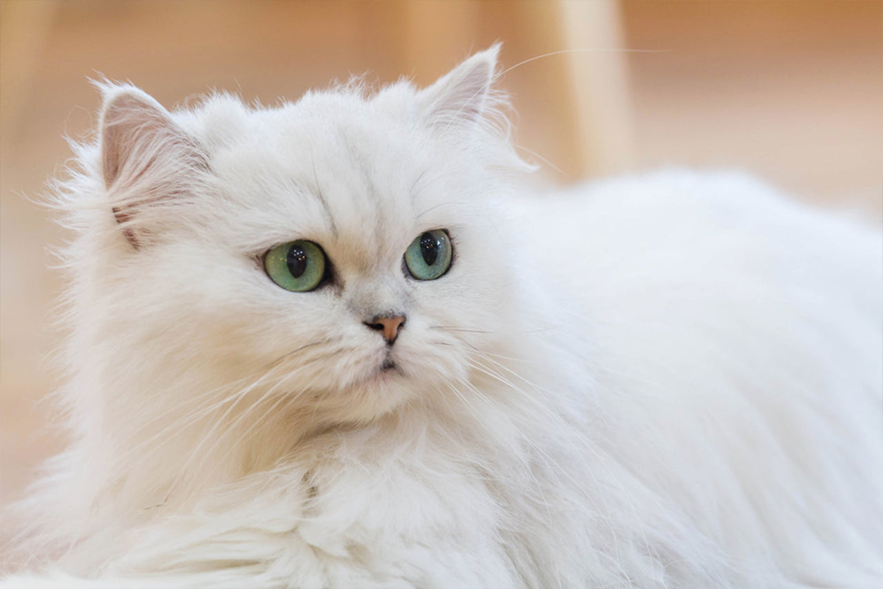 White Persian Cat.