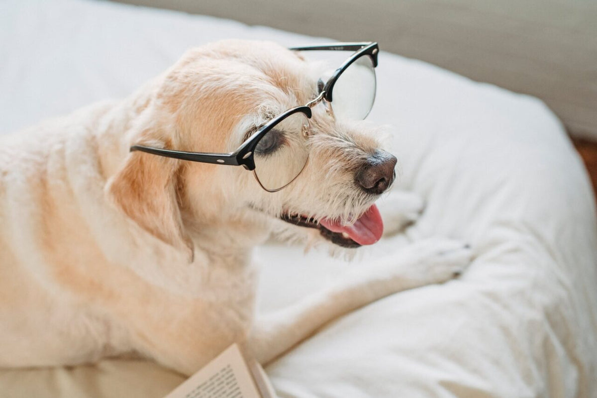 These Dogs Can Talk!